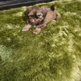 Akc snickers  1300 - Chocolate and tan male Shih Tzu puppy in Dexter, Kentucky from Enchanting Shih tzu