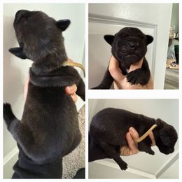 Girl 5 - Brindle female Great Dane puppy in Doylestown, Ohio from Dana's Danes