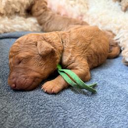 Telemachus - Red  male Goldendoodle puppy in South Fulton, Georgia from Golden Paws Farm