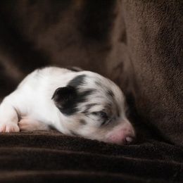 Miniature Australian Shepherd Puppies from Rolling Oaks Farm