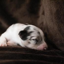 Miniature Australian Shepherd Puppies from Rolling Oaks Farm