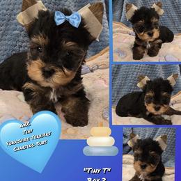 Boy 2 - Black and tan male Yorkshire Terrier puppy in Gatesville, Texas from Schultz Yorkies byGrace