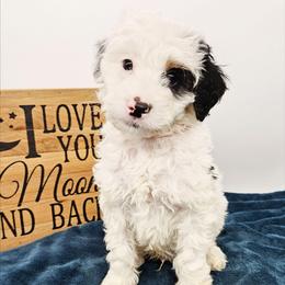 Frodo - Black and white male Bernedoodle puppy in Granton, Wisconsin from Rose River Farms
