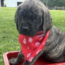 Mastiffs from J and L Farms Mastiff’s