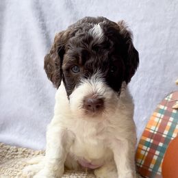 "Cookie" - Goldendoodle puppy in Georgia from Garden City Doodles, LLC