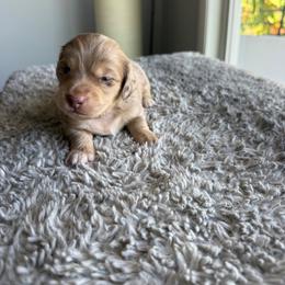 Male dapple - Dapple male Dachshund puppy in San Diego, California from San Diego Dachshunds