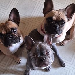 Missy - French Bulldog