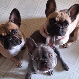 Missy - French Bulldog