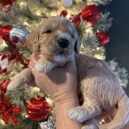 Dexter - Apricot male Goldendoodle puppy in Prosperity, Pennsylvania from Stelladoodles & Company