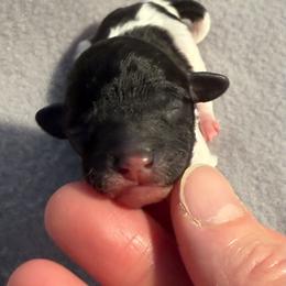 Boy 1 - Parti male Poodle puppy in Monroe, North Carolina from Toy Poodle Shenanigans