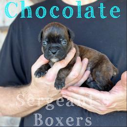 Chocolate - Brindle male Boxer puppy in Madisonville, Texas from Sergeant's Boxers