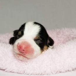 American Corgi and Pembroke Welsh Corgi Puppies from Whimsical Treasure Corgis
