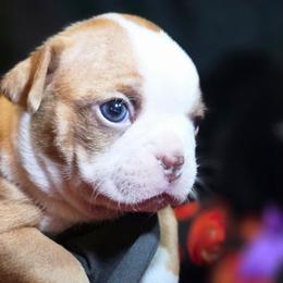 Tala - Red female Boston Terrier puppy in Kingsport, Tennessee from Irish Heart Bostons