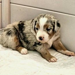 Australian Shepherd Puppies from Twist'n Tops Farm & Kennel