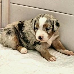 Australian Shepherd Puppies from Twist'n Tops Farm & Kennel