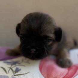 AKC-YODA - Sable male Shih Tzu puppy in Paintsville, Kentucky from Molly B's ShihTzus