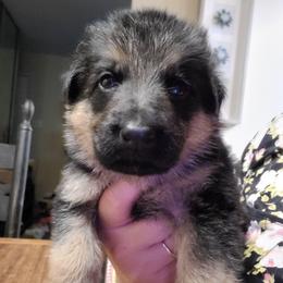 Pink - Black and red female German Shepherd puppy in Coatesville, Pennsylvania from Jessica's German Shepherds