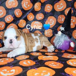 Cynic - Red and white male Bulldog puppy in Hillsdale County, Michigan from KZ Bullies LLC