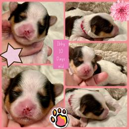 Cassandra - Chocolate, tan and white female Yorkshire Terrier puppy in Tangipahoa County, Louisiana from Riche’ Louisiana Yorkies