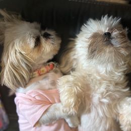 Shih Tzu Puppies from LaDawn’s Little Lions