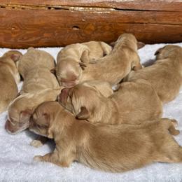 Ben - Light golden male Golden Retriever puppy in North Pole, Alaska from Mulberry Retrievers