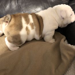 Bulldog Puppies from Black Creek English Bulldogs