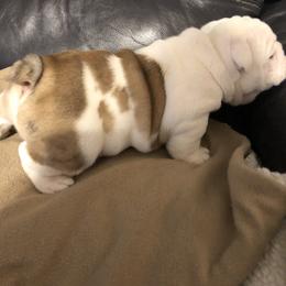 Bulldog Puppies from Black Creek English Bulldogs