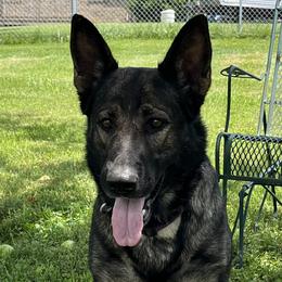 German Shepherds from roby roark