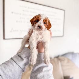 Snowpine - Parti female Goldendoodle puppy in Greencastle, Indiana from Willow & Co.