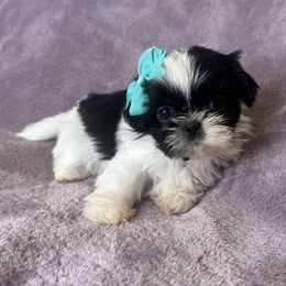 Lily - Black and white female Shih Tzu puppy in California from Boodaboo Shih Tzu’s
