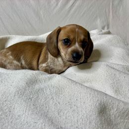 Dachshund puppies from Chrissys