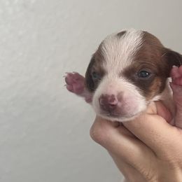 Doris - Piebald female Dachshund puppy in Conroe, Texas from R&M Dachshunds