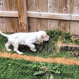 English Setters from Crown Setters