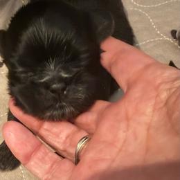 Otto - Black and white male Shih Tzu puppy in Reddell, Louisiana from TINYSHIHTZUFURU