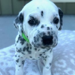Dalmatian Puppies from Cowart’s Dalmatians