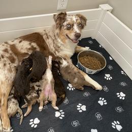 Aussiedoodle Puppies from Gore Doodle Ranch