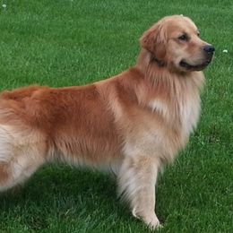Golden Retriever All Grown Up from Suthern Gold Golden Retrievers