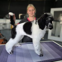 Croissant - Parti male Poodle puppy in Parker, Colorado from Pawsh K9’s
