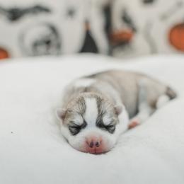 Morrigan - Gray and white female Siberian Husky puppy in Front Royal, Virginia from North River Siberians