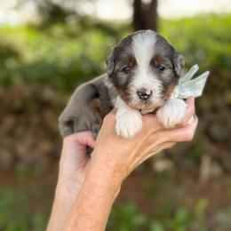 Pope - Blue merle male Bernedoodle puppy in Bellville, Ohio from Bernedoodle Buddies