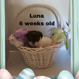 Purple parti girl - Parti female Yorkshire Terrier puppy in Inverness, Florida from Luvayorkie&more