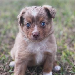 Mila - Red merle female Australian Shepherd puppy in Orlando, Florida from Skaky Shepherds
