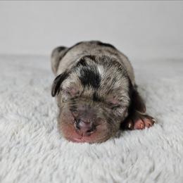 Colt - Blue merle male Catahoula Leopard Dog puppy in Doerun, Georgia from Twig & Tail Puppies