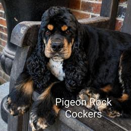 Lucy - Cocker Spaniel