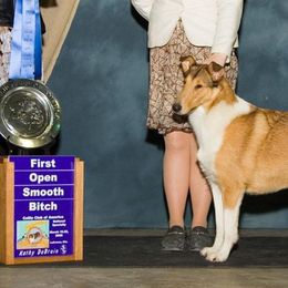 Collies from Winterberry Collies