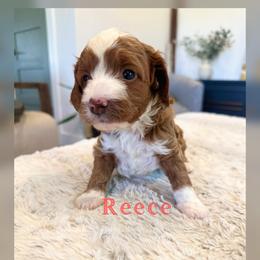 Reece - Red  female Goldendoodle puppy in Glendale, Arizona from Follow Your Bliss Doodles