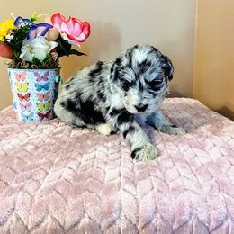 Aussiedoodle, Bernedoodle, and Poodle Puppies from Sis' Doodles & Poodles