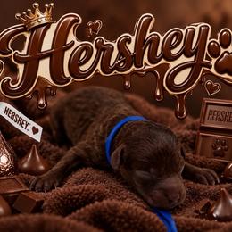 Hershey - Brown male Poodle puppy in Southampton, New Jersey from Lavishly Loved Pets LLC
