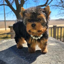 Darla SMALL - Blue and gold female Yorkshire Terrier puppy in Monticello, Iowa from Ashley’s Puppies