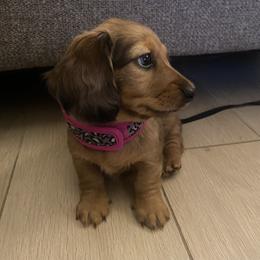 Dachshund Puppies from Ruby Desert Doxies